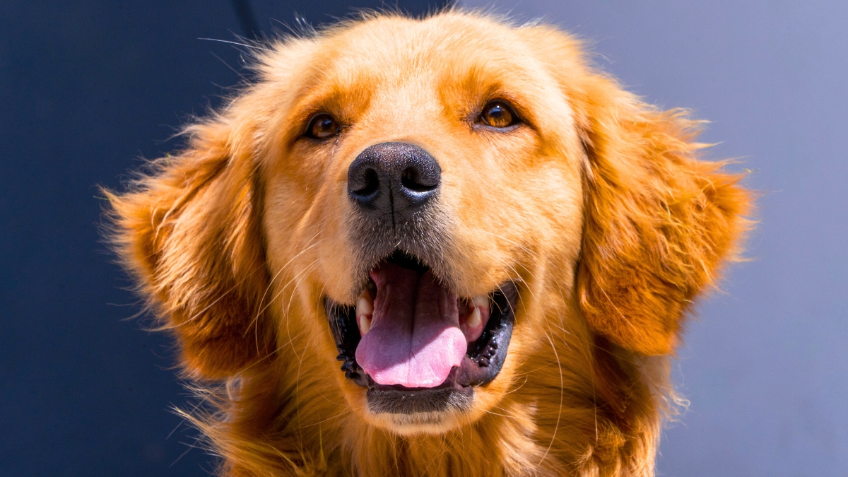 10 Surprising Facts About Male Golden Retrievers