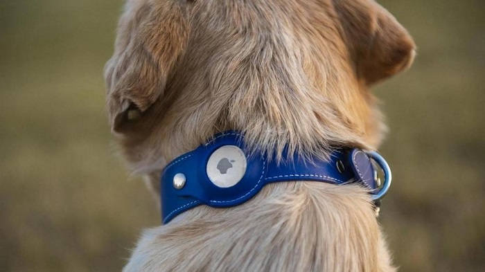 Can I Use Apple AirTags to Track My Dog