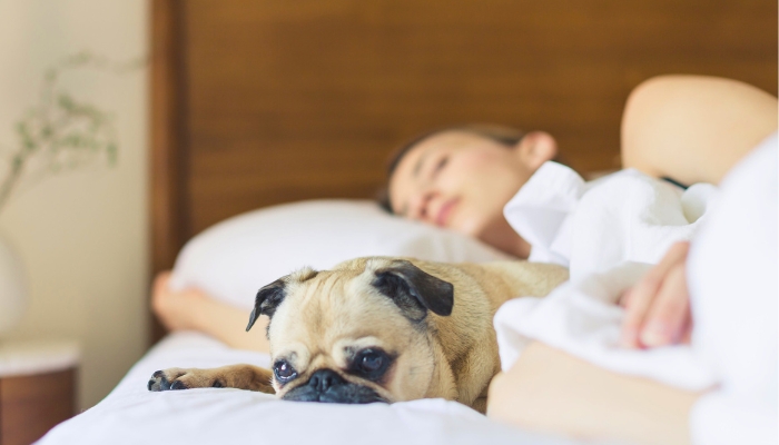 Can Sleeping with Your Dog Cause Them Separation Anxiety