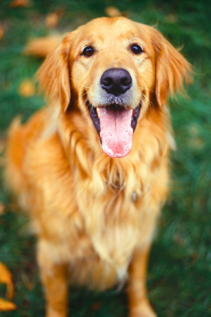 Female Golden Retriever