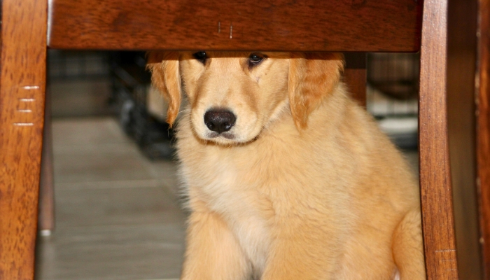 Hiding Golden Retriever