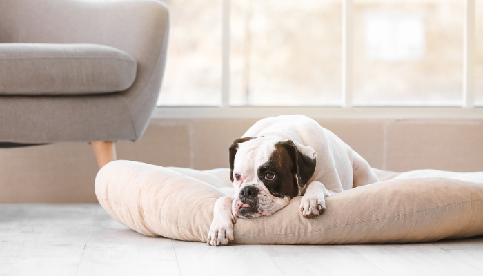 How to Teach a Dog to Be Alone at Home Step by Step