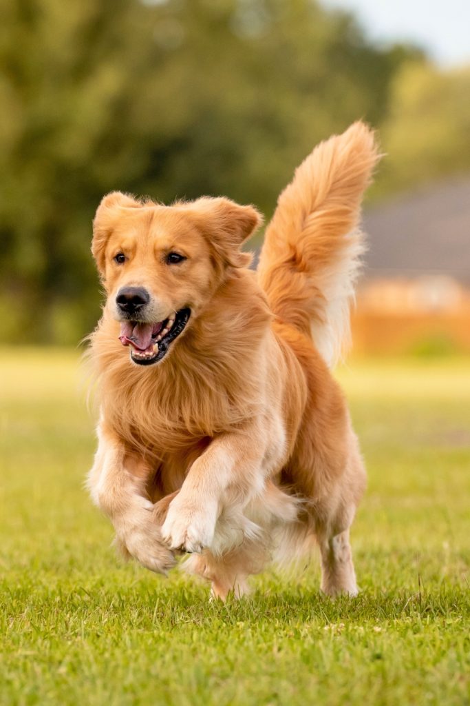 Male Golden Retriever