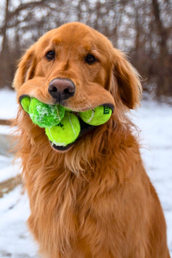 Most tennis balls held in the mouth by a dog