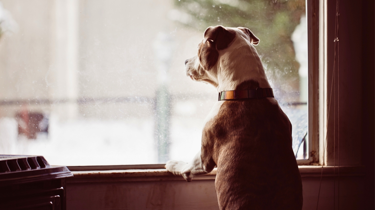 Never Do This When You Leave Your Dog Alone