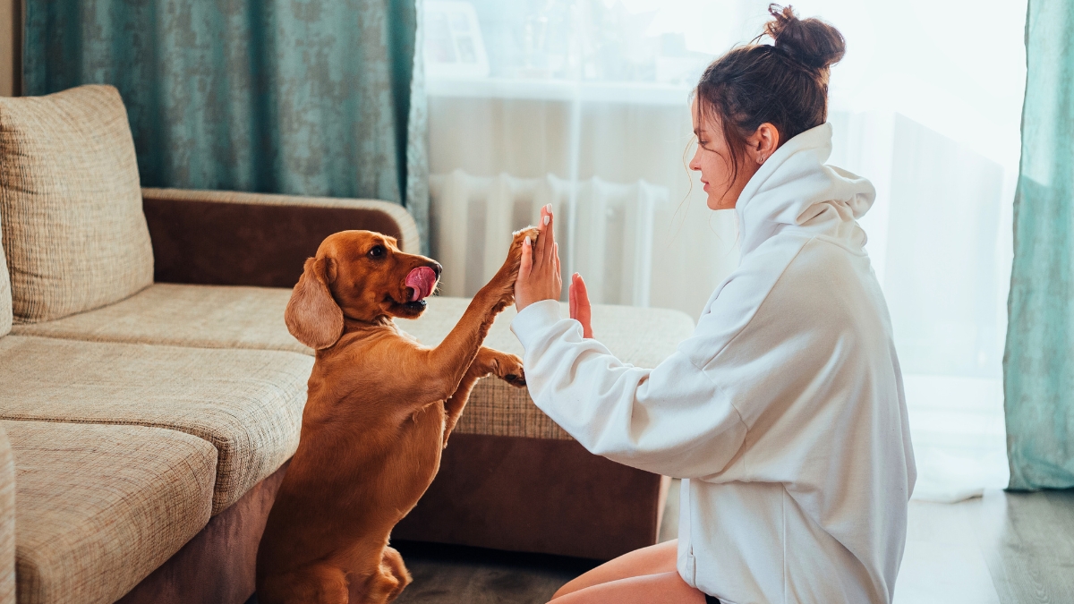 Signs Your Dog Really Trusts You