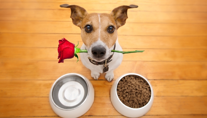 Surprise your dog with their favorite food
