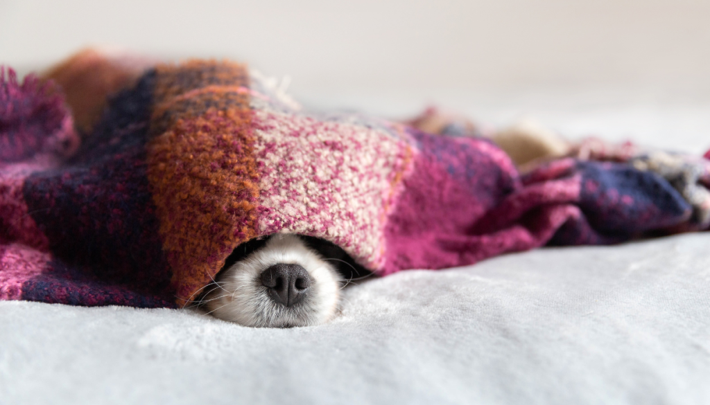 The Burrower