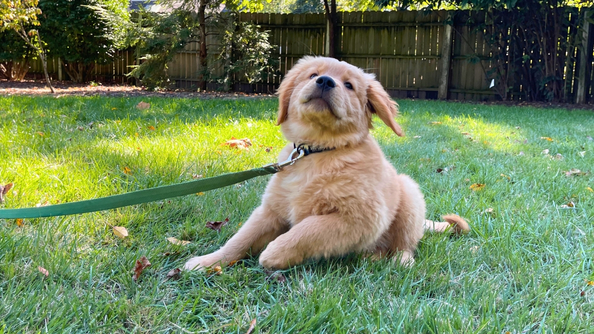 The Worst Mistakes You Can Make When Raising a Golden Retriever