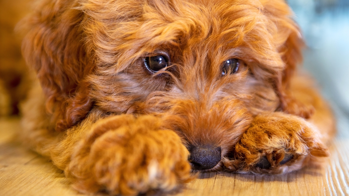 Warning Signs of an Unhappy Dog