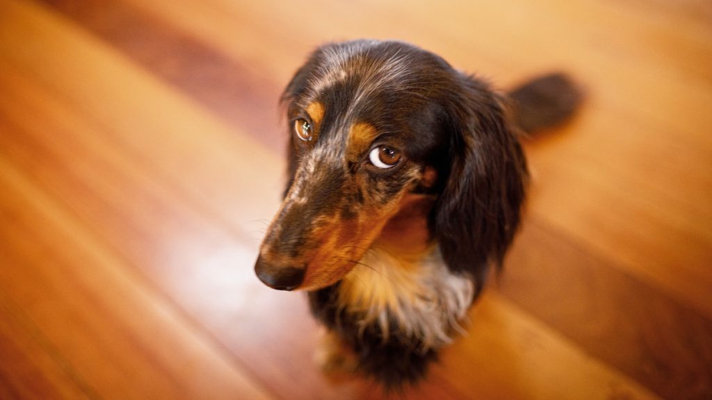 Ways Your Dog Says Sorry