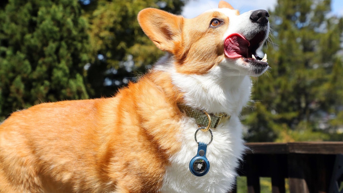 Why Apple AirTags Might Be the Worst Way to Track Your Dog!