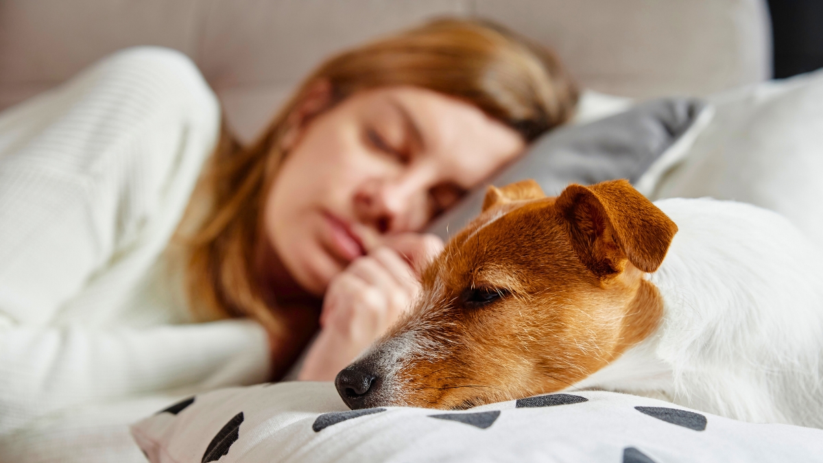 Why Does Your Dog Sleep With You