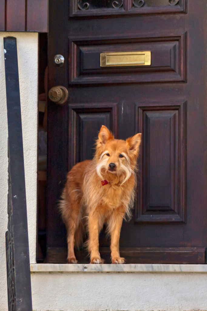 Your Dog Provides You with Security