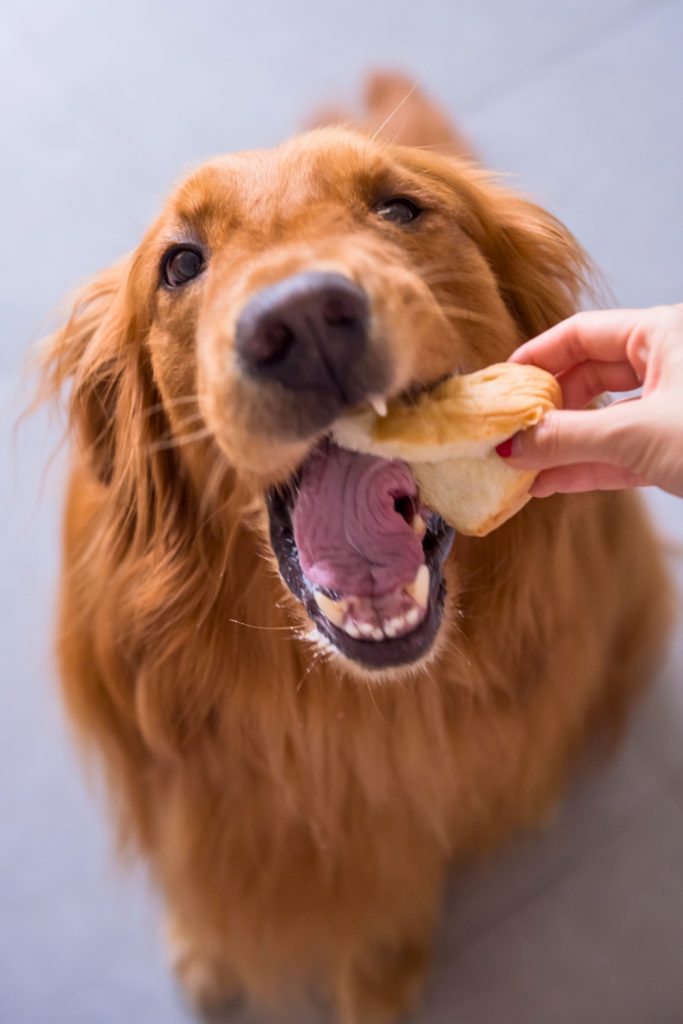 Human Foods Golden Retrievers Should Never Eat