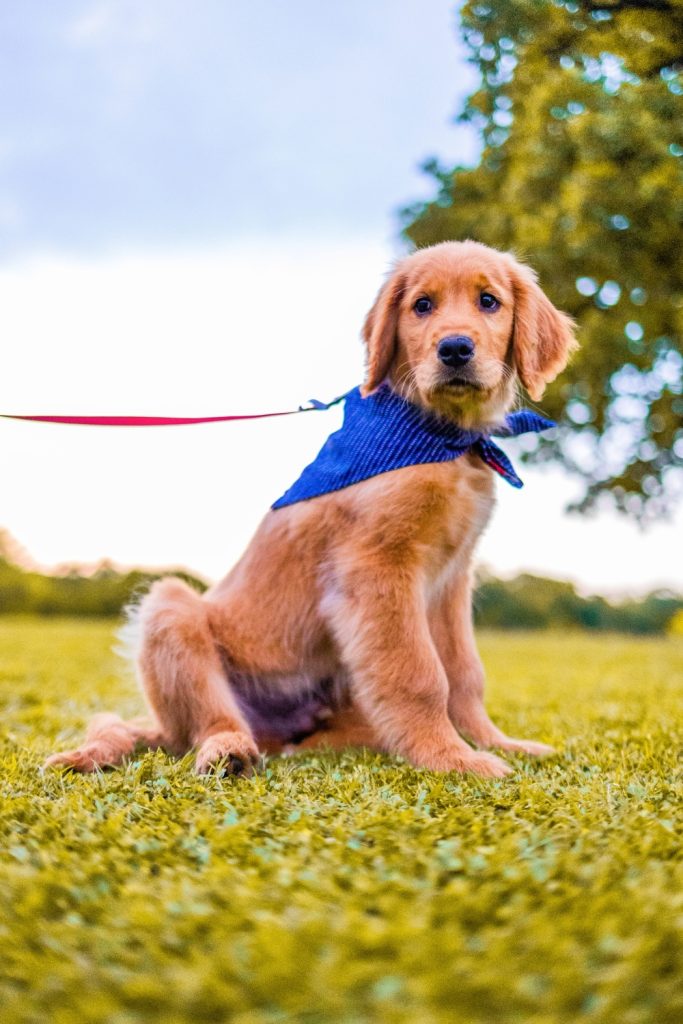 Things You Must Never Do to Your Golden Retriever