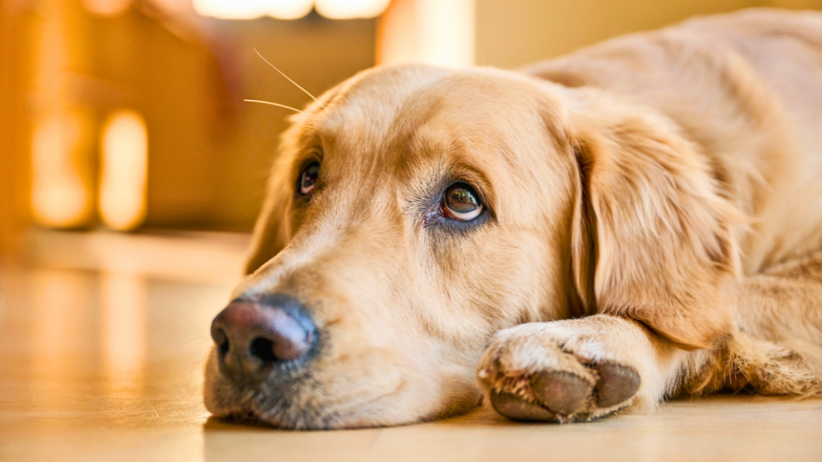 Things You Should Never Do to Your Golden Retriever