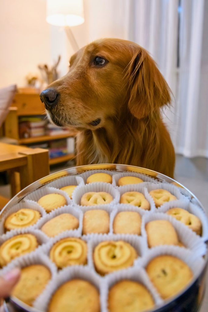 Toxic Foods You Shouldn't Give To Your Golden Retriever
