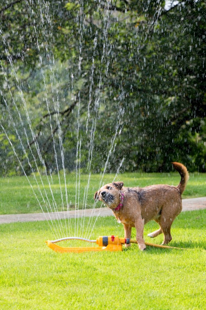 25 Best Ways to Have Fun with Your Dog Outside