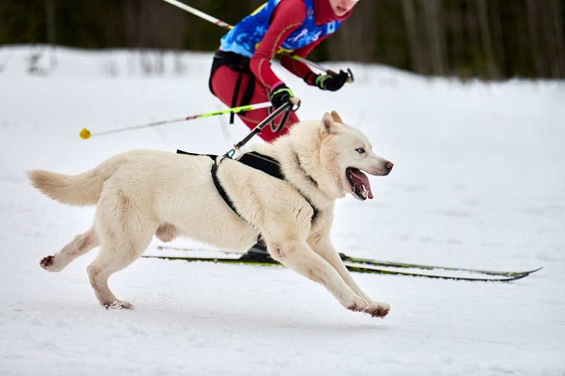 25 Outdoor Adventures Your Dog Will Absolutely Love