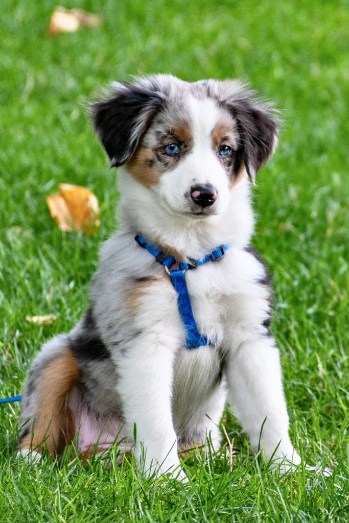 30 Important Things Your Dog Wishes You Understood