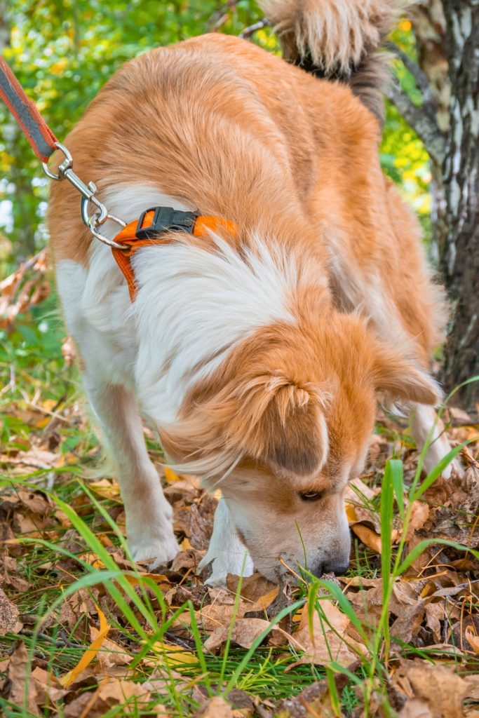 30 Secrets Your Dog Wishes They Could Tell Yo