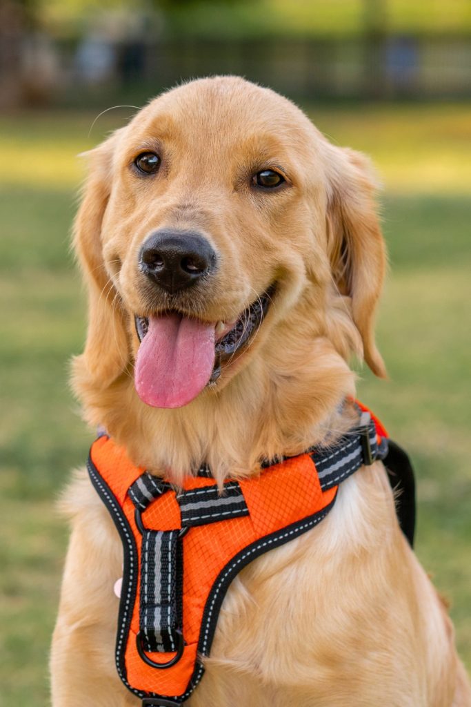 30 Things Your Dog Wishes You Understood