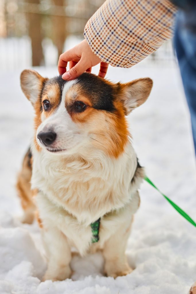 6 Amazing Tips for Petting Your Dog’s Head