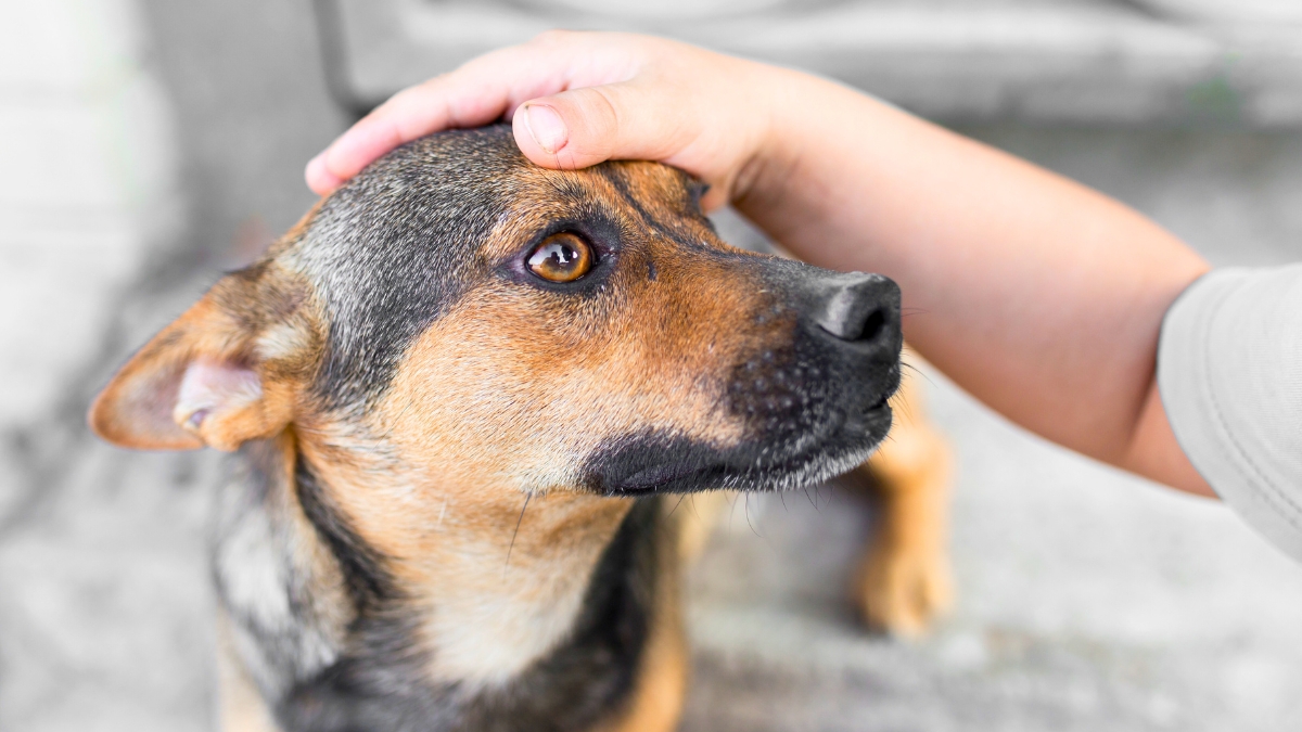 6 Common Mistakes When Petting Your Dog’s Head