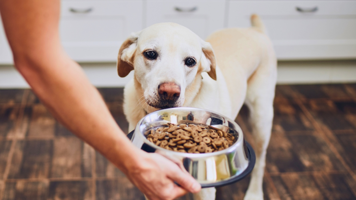 7 Mistakes You Make Every Time You Feed Your Dog