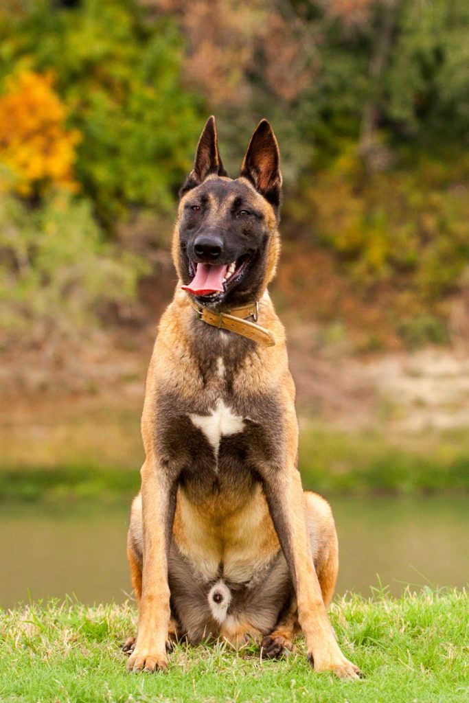 Belgian Malinois