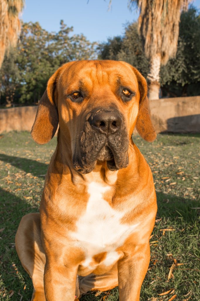 Boerboel