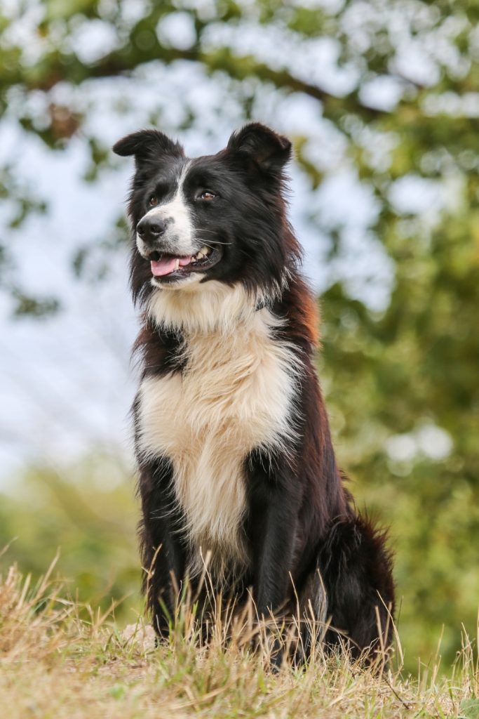 Border Collie