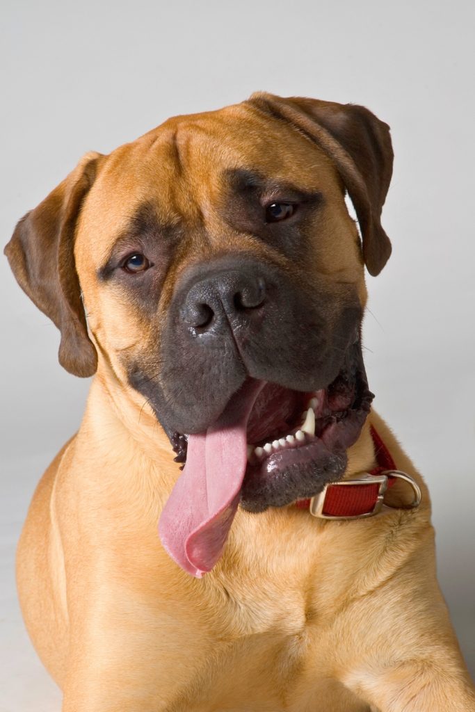 Bullmastiff