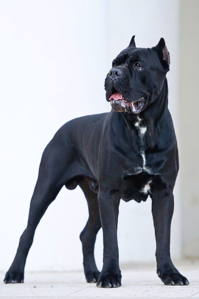 Cane Corso