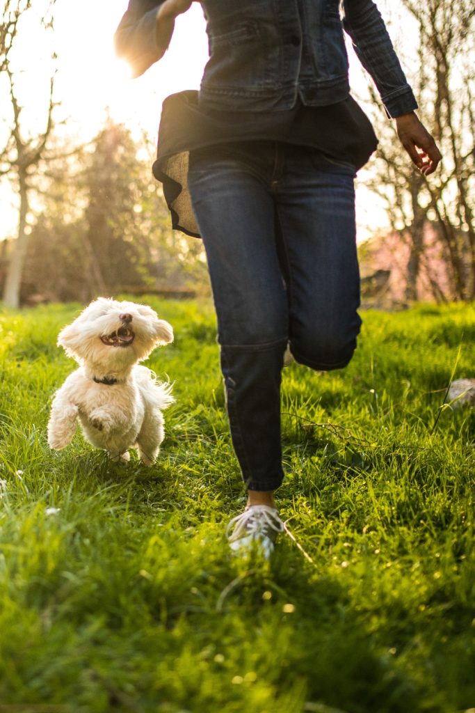 Chasing Your Dog