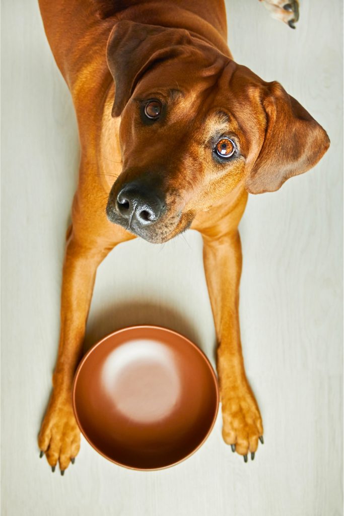 Dog Feeding Mistakes - Always Using a Food Bowl