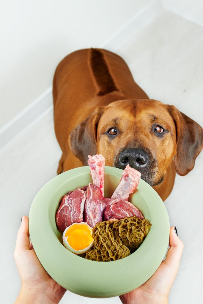 Dog Feeding Mistakes - Not Considering Homemade Meals