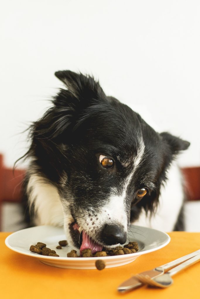 Dog Feeding Mistakes - Not Paying Attention to Dog Food Ingredients