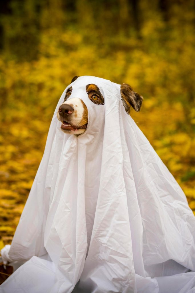 Dog in Ghost Costume