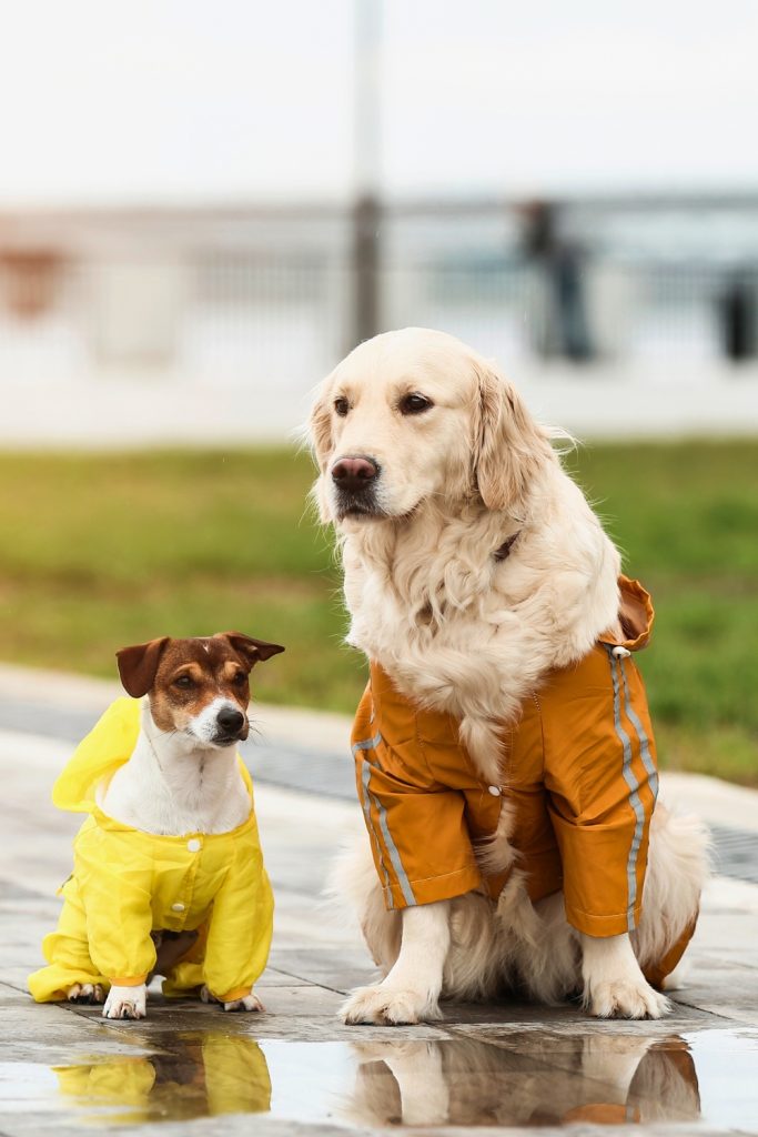 Genius Rainy Day Dog Walking Tips to Stop That Wet Dog Smell
