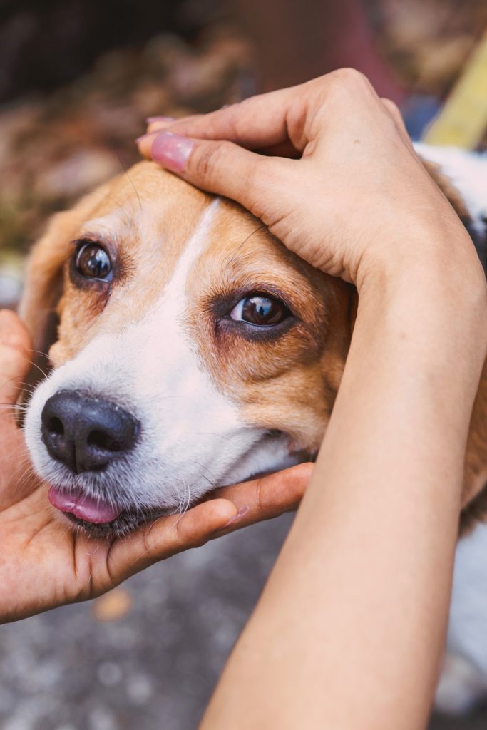 How to Pet Your Dog’s Head the Right Way