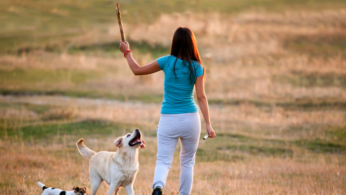 Innocent-Looking Games That Can Actually Hurt Your Dog