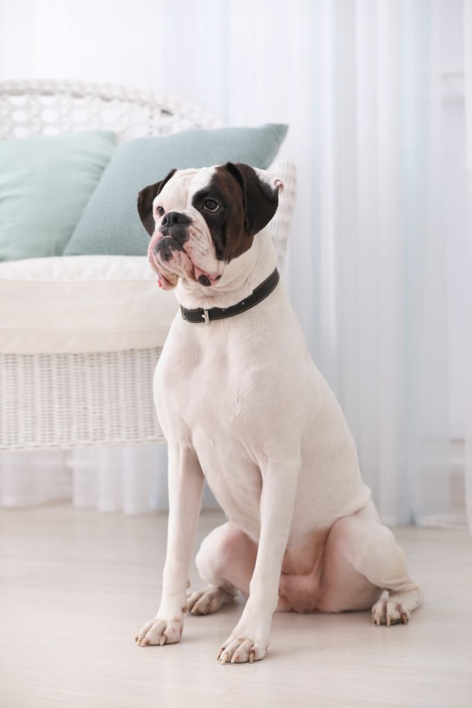 Is Getting Another Dog a Good Idea