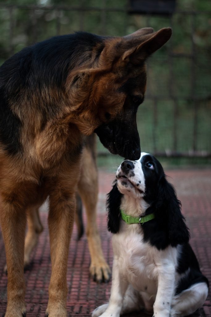Mistakes That Are Hurting Your Dog’s Feelings - Forcing Your Dog to Greet Other Dogs