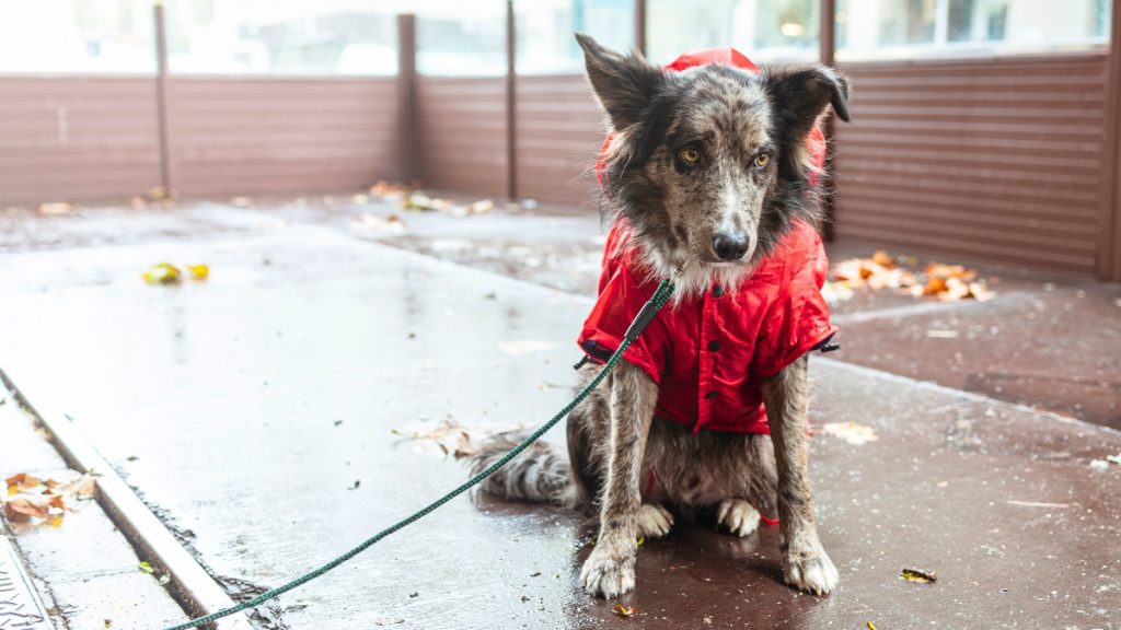 No More Wet Dog Smell - Must-Know Rainy Day Walking Tips
