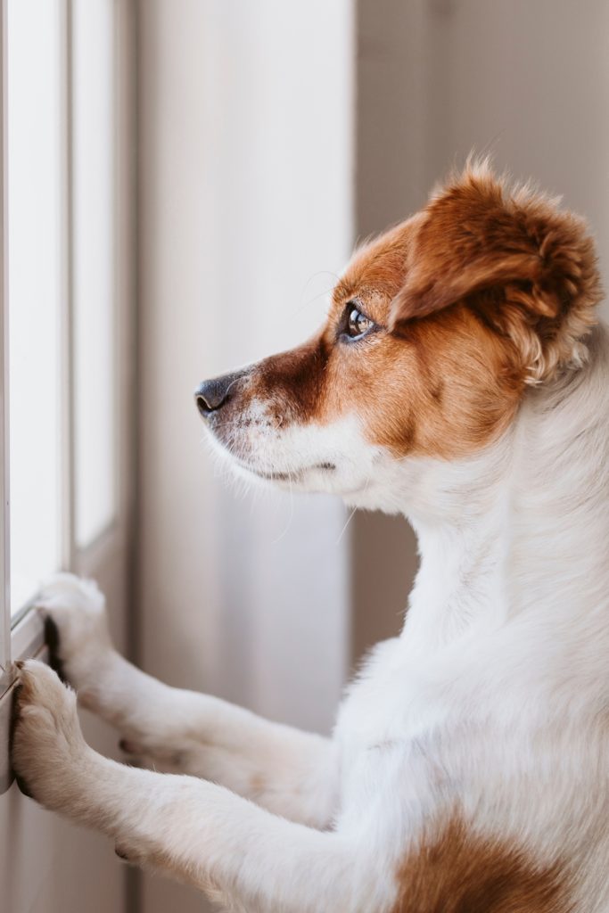 Signs Of Loneliness In Dogs
