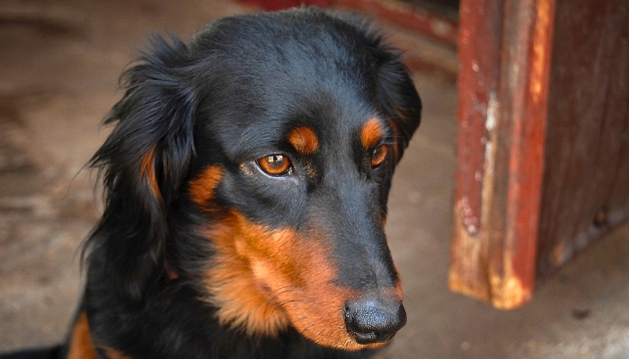 Signs Your Dog Doesn't Like You