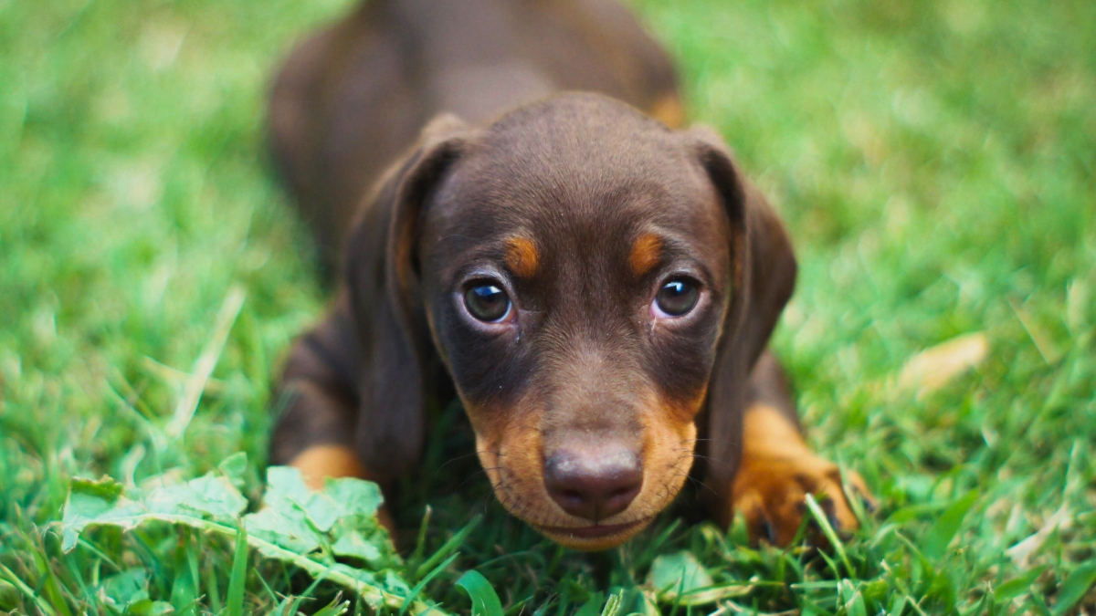 Signs Your Dog Doesn't Love You