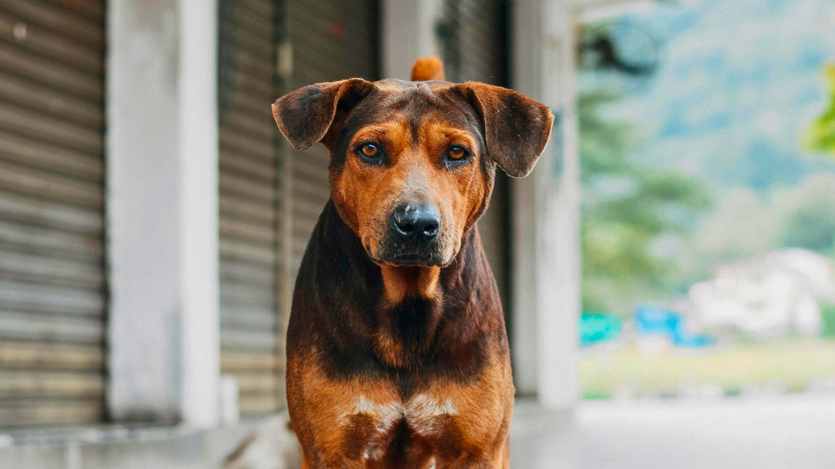 Signs Your Dog Is Mad at You